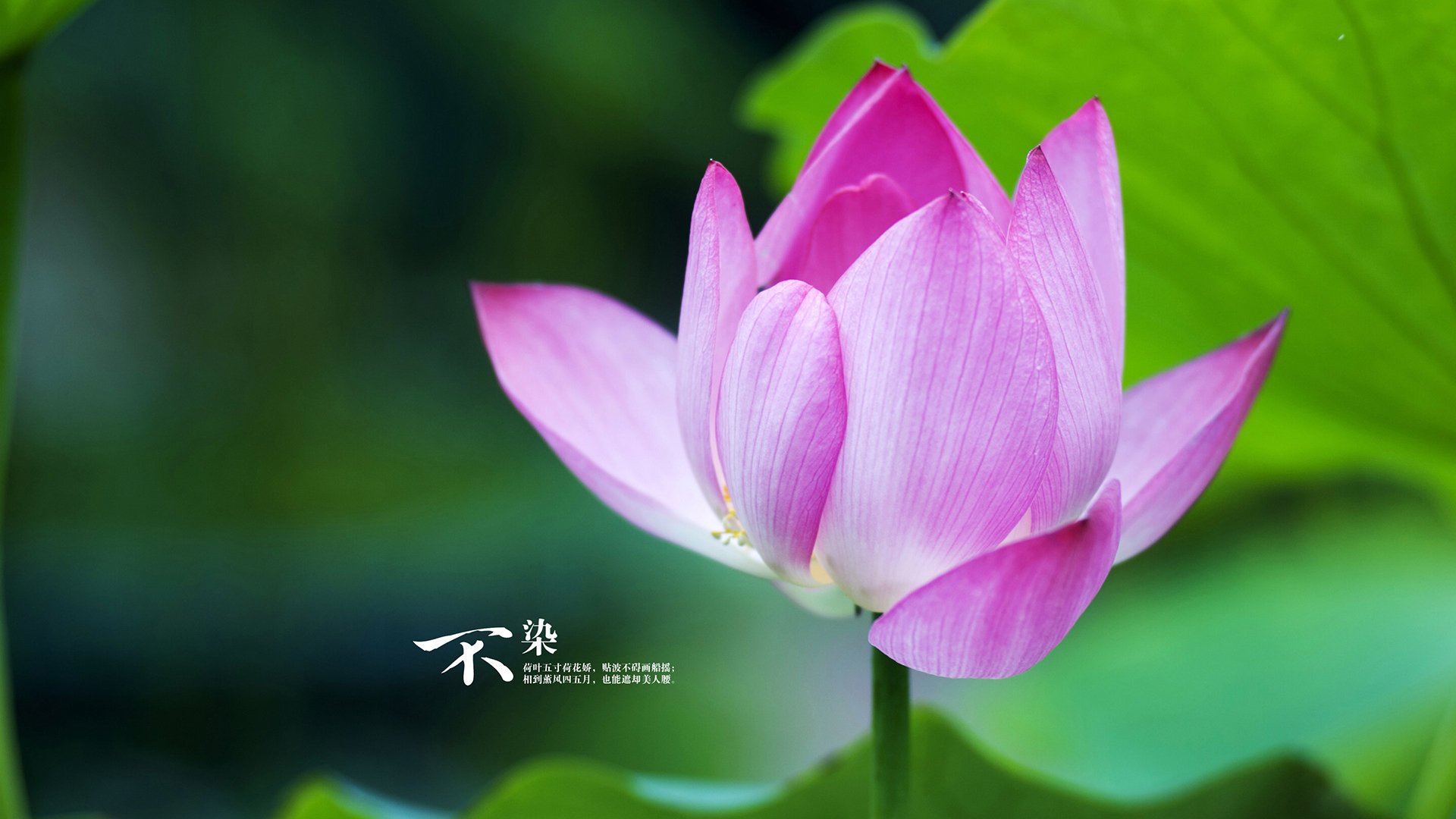 保罗导演终局之战,凯尔特人血拼开拓者,控场大师一手掌控比赛走势